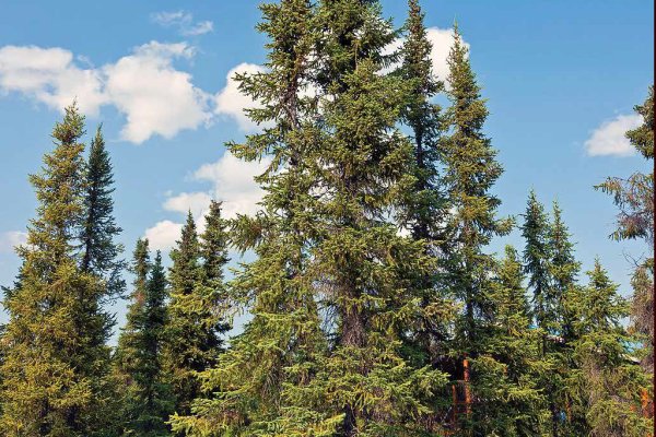 Кракен с айфона